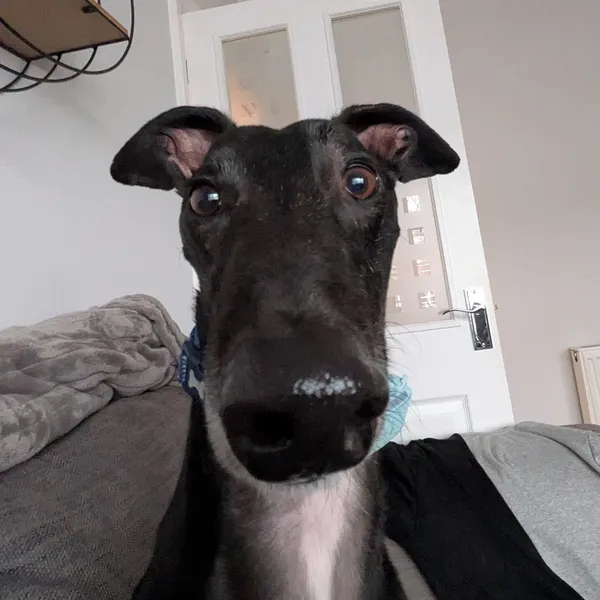 Winston