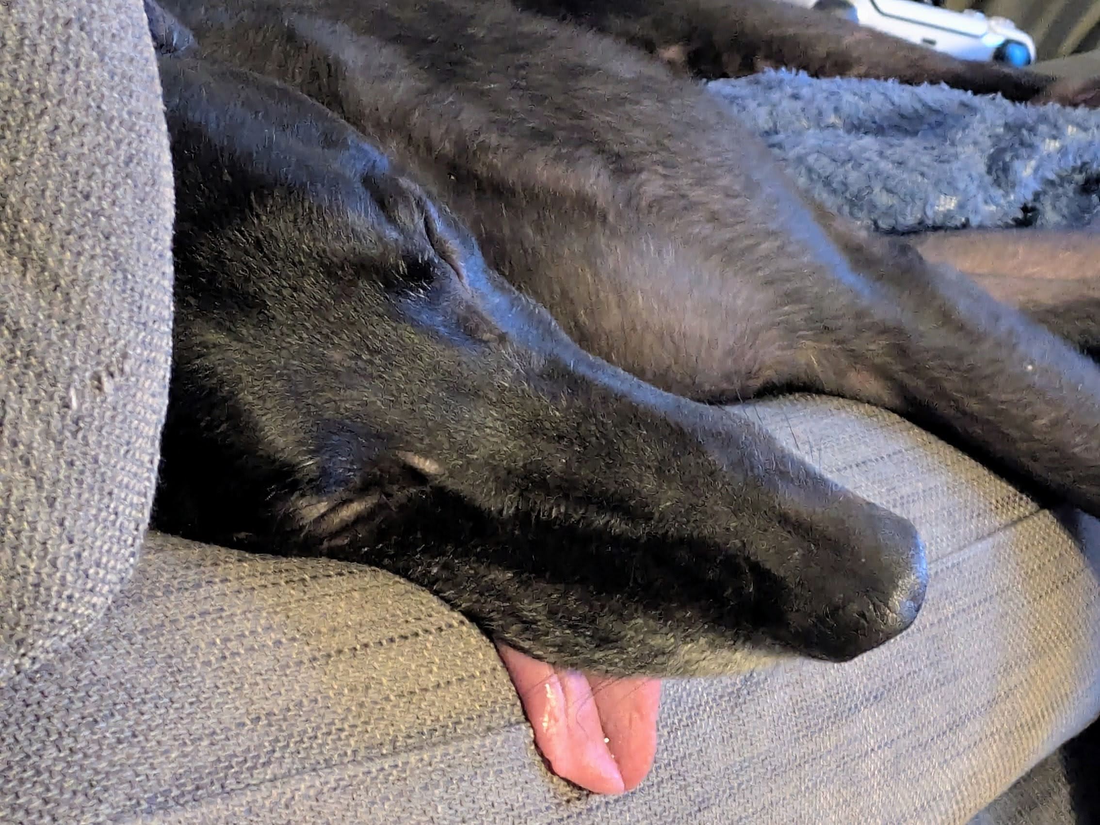 Close up of sleeping black male greyhound's face, his tongue is hanging out